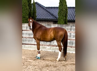 Weitere Warmblüter, Wallach, 11 Jahre, 176 cm, Fuchs