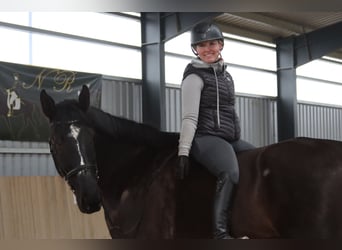 Weitere Warmblüter, Wallach, 11 Jahre, 176 cm, Rappe