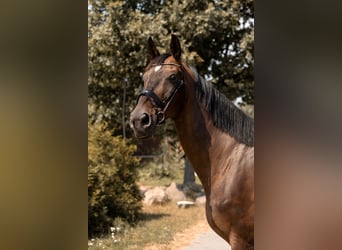 Weitere Warmblüter, Wallach, 11 Jahre, 183 cm, Dunkelbrauner