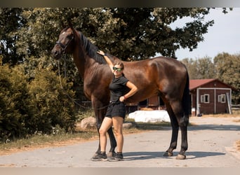 Weitere Warmblüter, Wallach, 11 Jahre, 184 cm, Dunkelbrauner