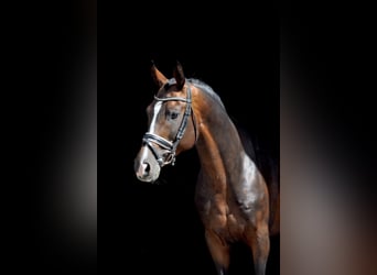 Weitere Warmblüter, Wallach, 11 Jahre, Brauner