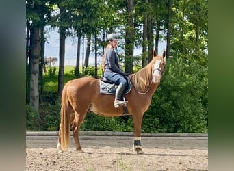 Weitere Warmblüter, Wallach, 11 Jahre, Fuchs