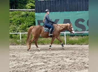 Weitere Warmblüter, Wallach, 11 Jahre, Fuchs
