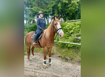 Weitere Warmblüter, Wallach, 11 Jahre, Fuchs