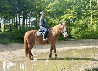 Weitere Warmblüter, Wallach, 11 Jahre, Fuchs