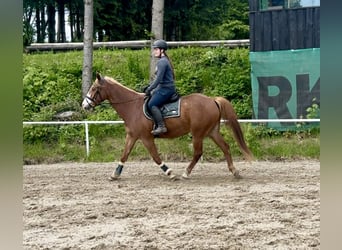 Weitere Warmblüter, Wallach, 11 Jahre, Fuchs