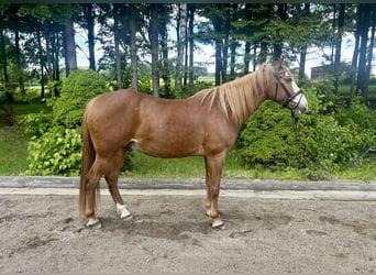 Weitere Warmblüter, Wallach, 11 Jahre, Fuchs