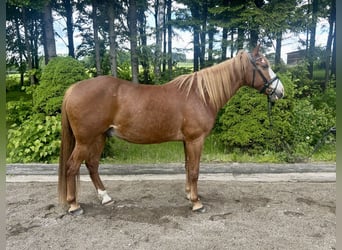 Weitere Warmblüter, Wallach, 11 Jahre, Fuchs