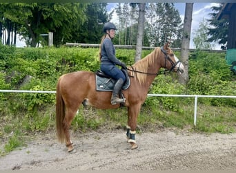 Weitere Warmblüter, Wallach, 11 Jahre, Fuchs