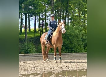 Weitere Warmblüter, Wallach, 11 Jahre, Fuchs