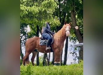 Weitere Warmblüter, Wallach, 11 Jahre, Fuchs