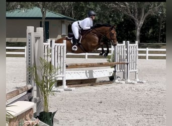 Weitere Warmblüter, Wallach, 11 Jahre, Rotbrauner