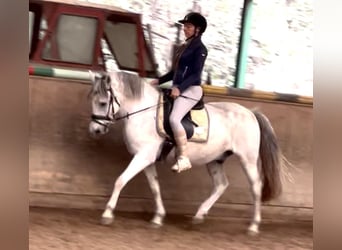 Weitere Warmblüter, Wallach, 12 Jahre, 150 cm, Apfelschimmel Weitere Warmblüter, Wallach, 12 Jahre, 150 cm, Apfelschimmel