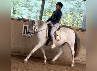 Weitere Warmblüter, Wallach, 12 Jahre, 150 cm, Apfelschimmel Weitere Warmblüter, Wallach, 12 Jahre, 150 cm, Apfelschimmel