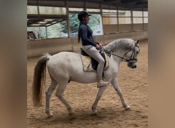 Weitere Warmblüter, Wallach, 12 Jahre, 150 cm, Apfelschimmel Weitere Warmblüter, Wallach, 12 Jahre, 150 cm, Apfelschimmel