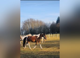 Weitere Warmblüter Mix, Wallach, 12 Jahre, 154 cm, Schecke