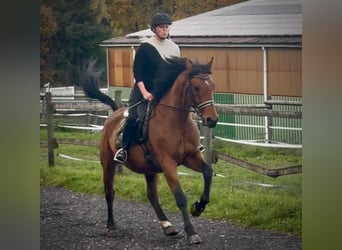 Weitere Warmblüter, Wallach, 12 Jahre, 155 cm, Brauner