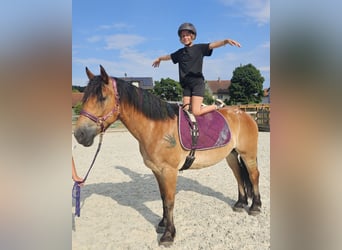 Weitere Warmblüter Mix, Wallach, 12 Jahre, 156 cm, Brauner