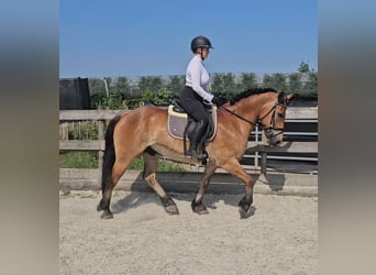 Weitere Warmblüter Mix, Wallach, 12 Jahre, 156 cm, Brauner