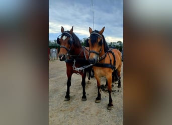 Weitere Warmblüter Mix, Wallach, 12 Jahre, 156 cm, Brauner