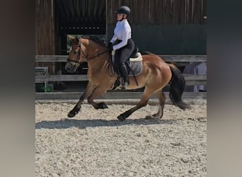 Weitere Warmblüter Mix, Wallach, 12 Jahre, 156 cm, Brauner