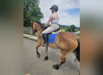 Weitere Warmblüter Mix, Wallach, 12 Jahre, 156 cm, Brauner
