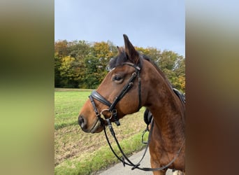 Weitere Warmblüter, Wallach, 12 Jahre, 158 cm, Brauner