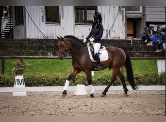 Weitere Warmblüter, Wallach, 12 Jahre, 160 cm, Brauner