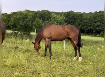 Weitere Warmblüter Mix, Wallach, 12 Jahre, 160 cm, Brauner