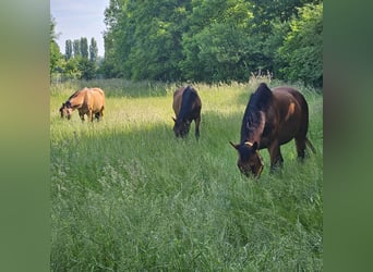 Weitere Warmblüter, Wallach, 12 Jahre, 160 cm, Brauner