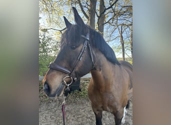 Weitere Warmblüter, Wallach, 12 Jahre, 160 cm, Dunkelbrauner