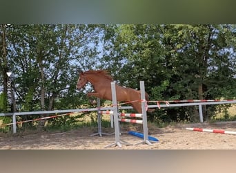 Weitere Warmblüter, Wallach, 12 Jahre, 160 cm, Fuchs