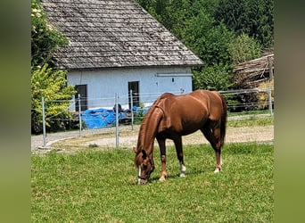 Weitere Warmblüter, Wallach, 12 Jahre, 160 cm, Fuchs