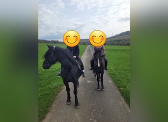 Weitere Warmblüter, Wallach, 12 Jahre, 160 cm, Rappe