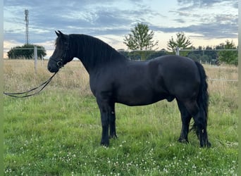 Weitere Warmblüter Mix, Wallach, 12 Jahre, 160 cm, Rappe