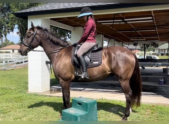 Weitere Warmblüter, Wallach, 12 Jahre, 163 cm, Rotbrauner