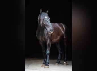 Weitere Warmblüter, Wallach, 12 Jahre, 164 cm, Schwarzbrauner