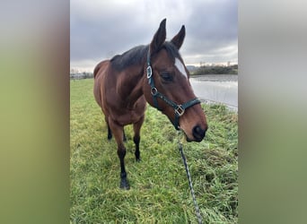 Weitere Warmblüter, Wallach, 12 Jahre, 165 cm, Brauner