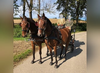 Weitere Warmblüter, Wallach, 12 Jahre, 165 cm, Brauner
