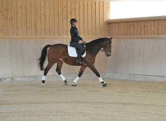Weitere Warmblüter, Wallach, 12 Jahre, 165 cm, Brauner