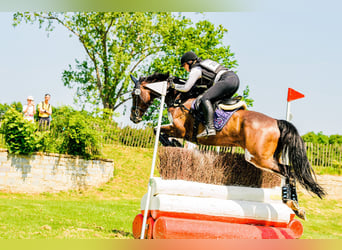 Weitere Warmblüter, Wallach, 12 Jahre, 165 cm, Brauner