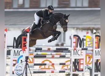 Weitere Warmblüter, Wallach, 12 Jahre, 165 cm, Brauner