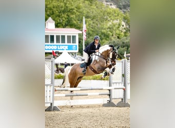 Weitere Warmblüter Mix, Wallach, 12 Jahre, 165 cm, Schecke