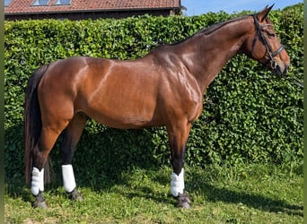 Weitere Warmblüter, Wallach, 12 Jahre, 167 cm, Hellbrauner