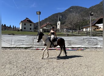 Weitere Warmblüter Mix, Wallach, 12 Jahre, 167 cm, Schecke