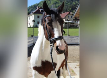 Weitere Warmblüter Mix, Wallach, 12 Jahre, 167 cm, Schecke
