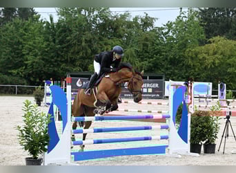 Weitere Warmblüter, Wallach, 12 Jahre, 168 cm, Brauner