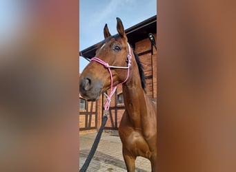 Weitere Warmblüter, Wallach, 12 Jahre, 175 cm, Rotbrauner