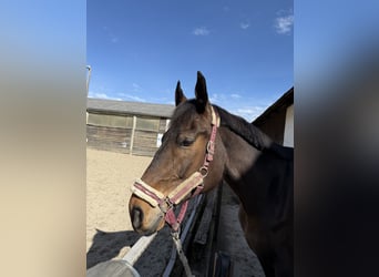 Weitere Warmblüter, Wallach, 12 Jahre, 178 cm