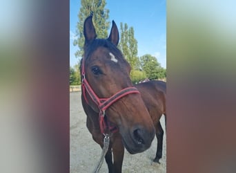 Weitere Warmblüter, Wallach, 12 Jahre